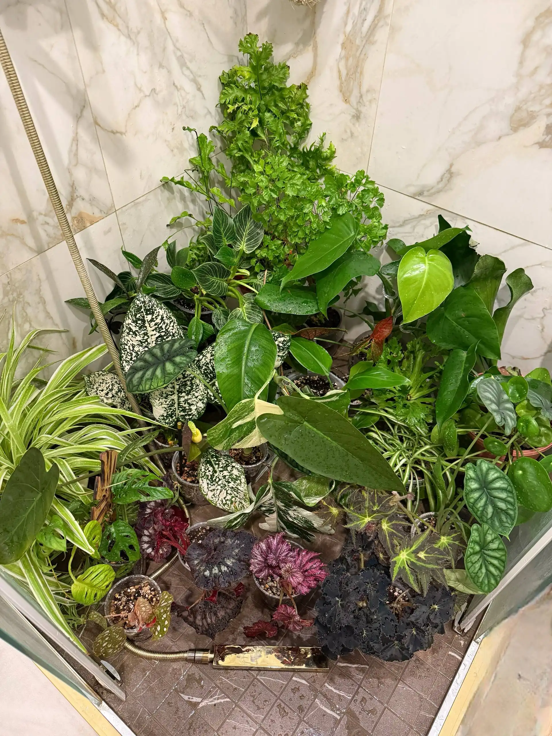 Обмен растений в Москве - Растения (Хобби и отдых) в Москва