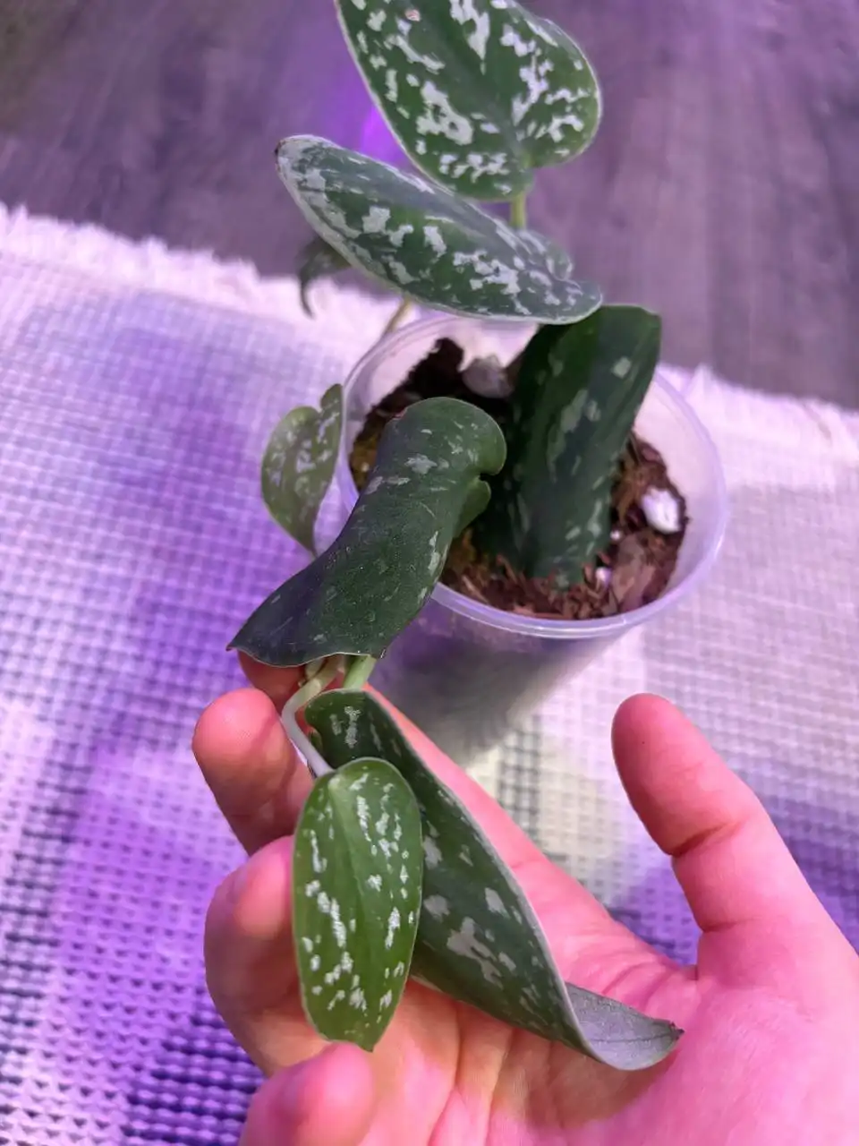 Рассадила растения в миниатюрные горшки - Растения (Хобби и отдых) в Москва