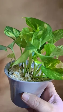 Размножение перлита с водой - Велосипеды в Москва