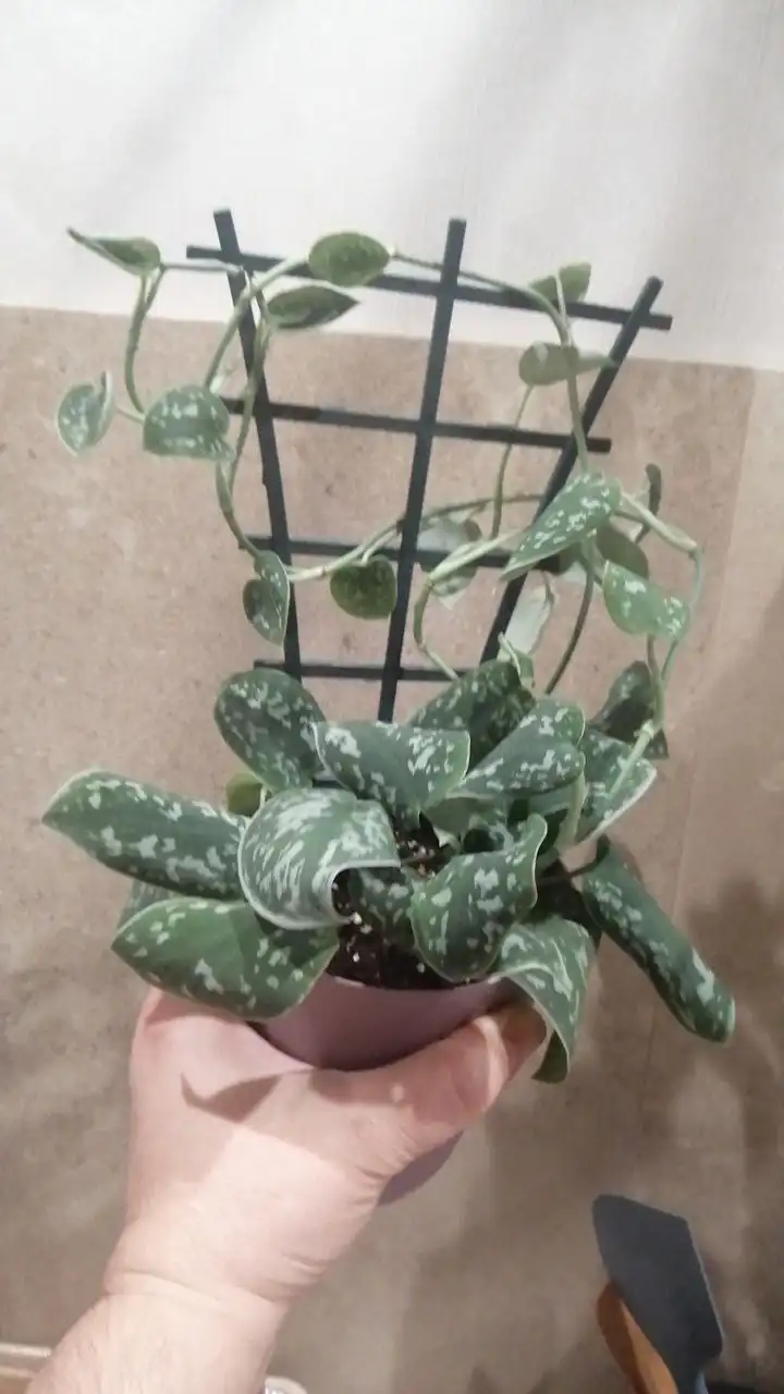 Обмен растений в Москве - Растения (Хобби и отдых) в Москва