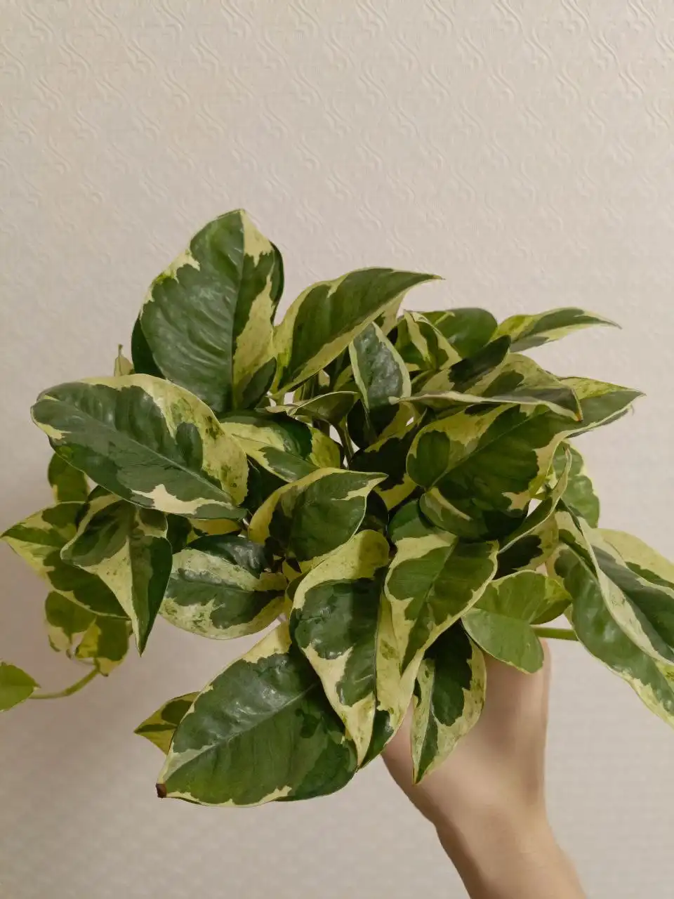 Растение в горшке 0.7 литра - Растения (Хобби и отдых) в Москва