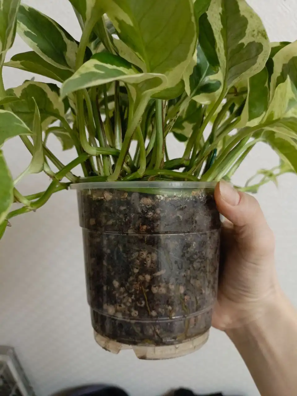 Растение в горшке 0.7 литра - Растения (Хобби и отдых) в Москва