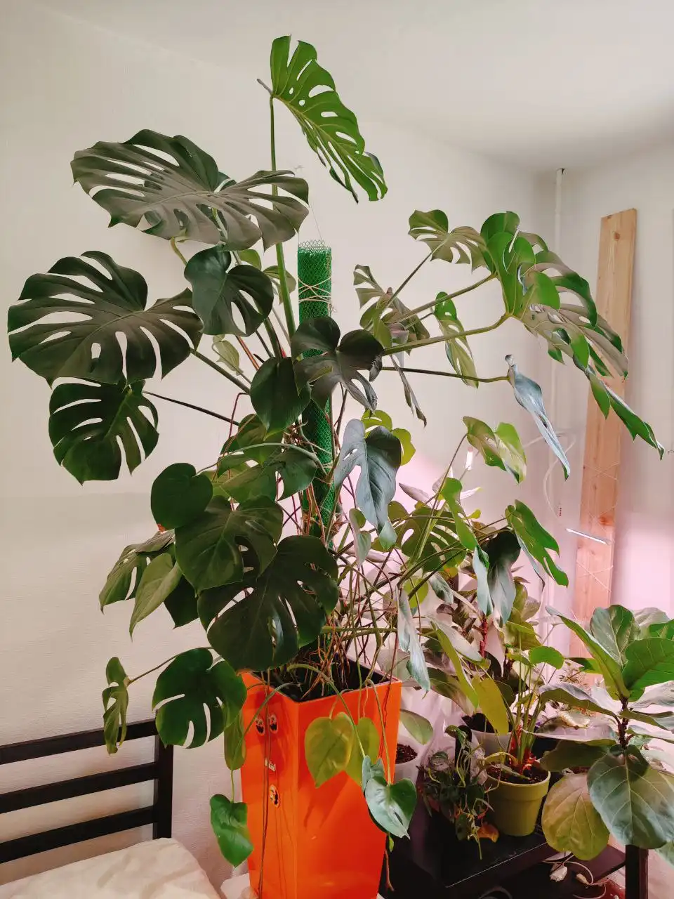 Монстера для обмена - Растения (Хобби и отдых) в Москва