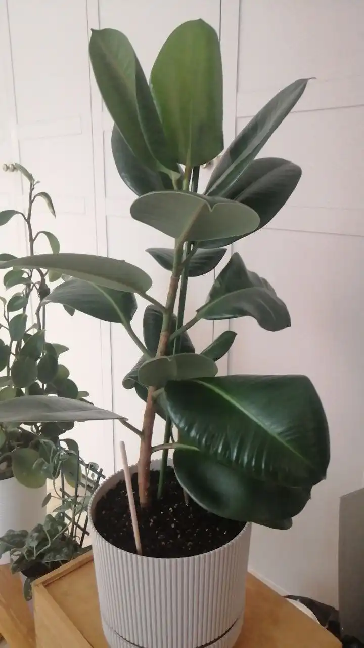 Фикус для обмена - Растения (Хобби и отдых) в Москва