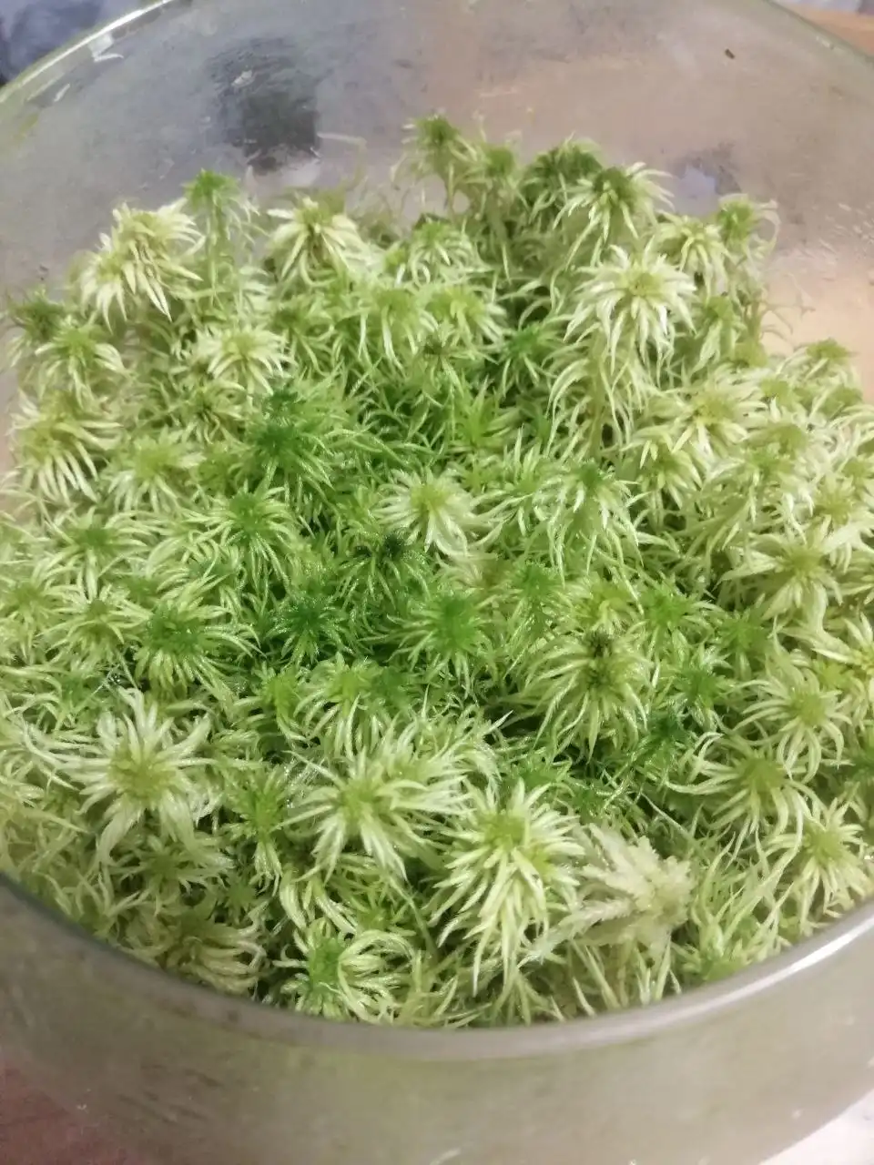 Обмен растений - Растения (Хобби и отдых) в Москва