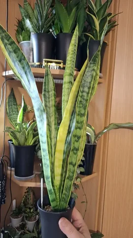 Обмен растений Алое и Сансу - Велосипеды в Москва