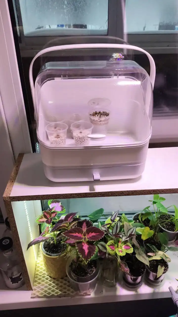 Обмен растений в Москве - Растения (Хобби и отдых) в Москва