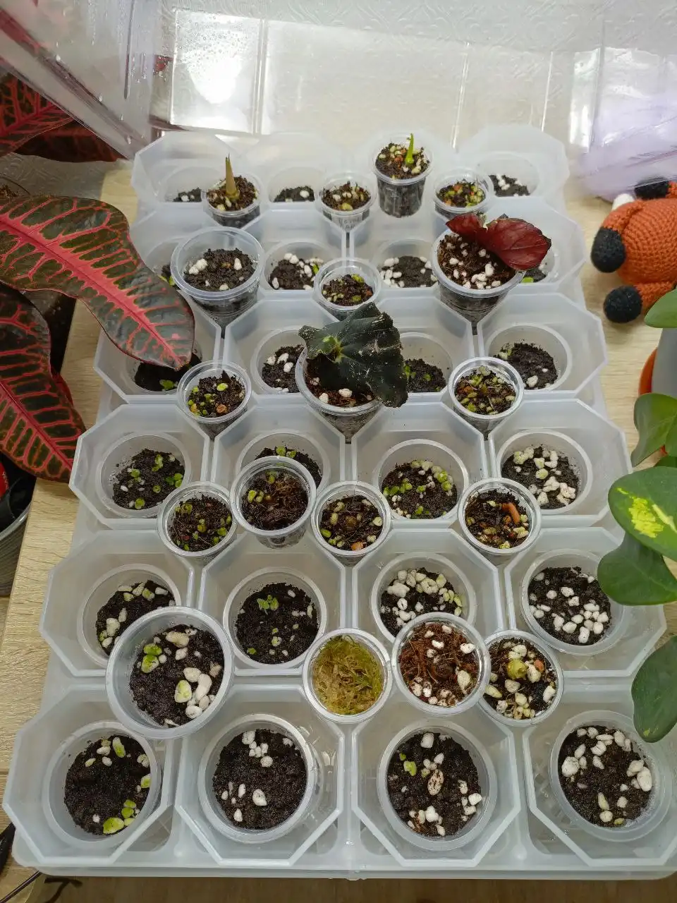 Продажа растений Франкенштейн с глистами - Растения (Хобби и отдых) в Москва