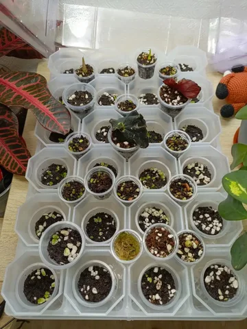 Продажа растений Франкенштейн с глистами - Куклы в Москва