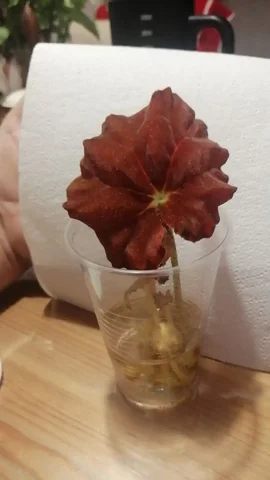 Алая бегония для обмена - Куклы в Москва