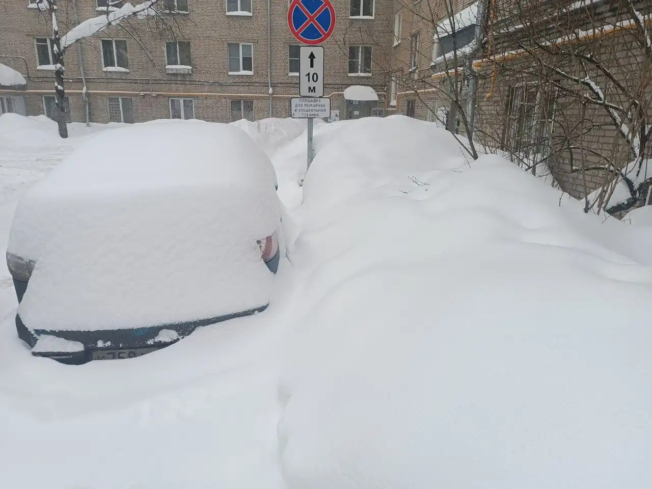 Обмен растений в Москве - Растения (Хобби и отдых) в Москва