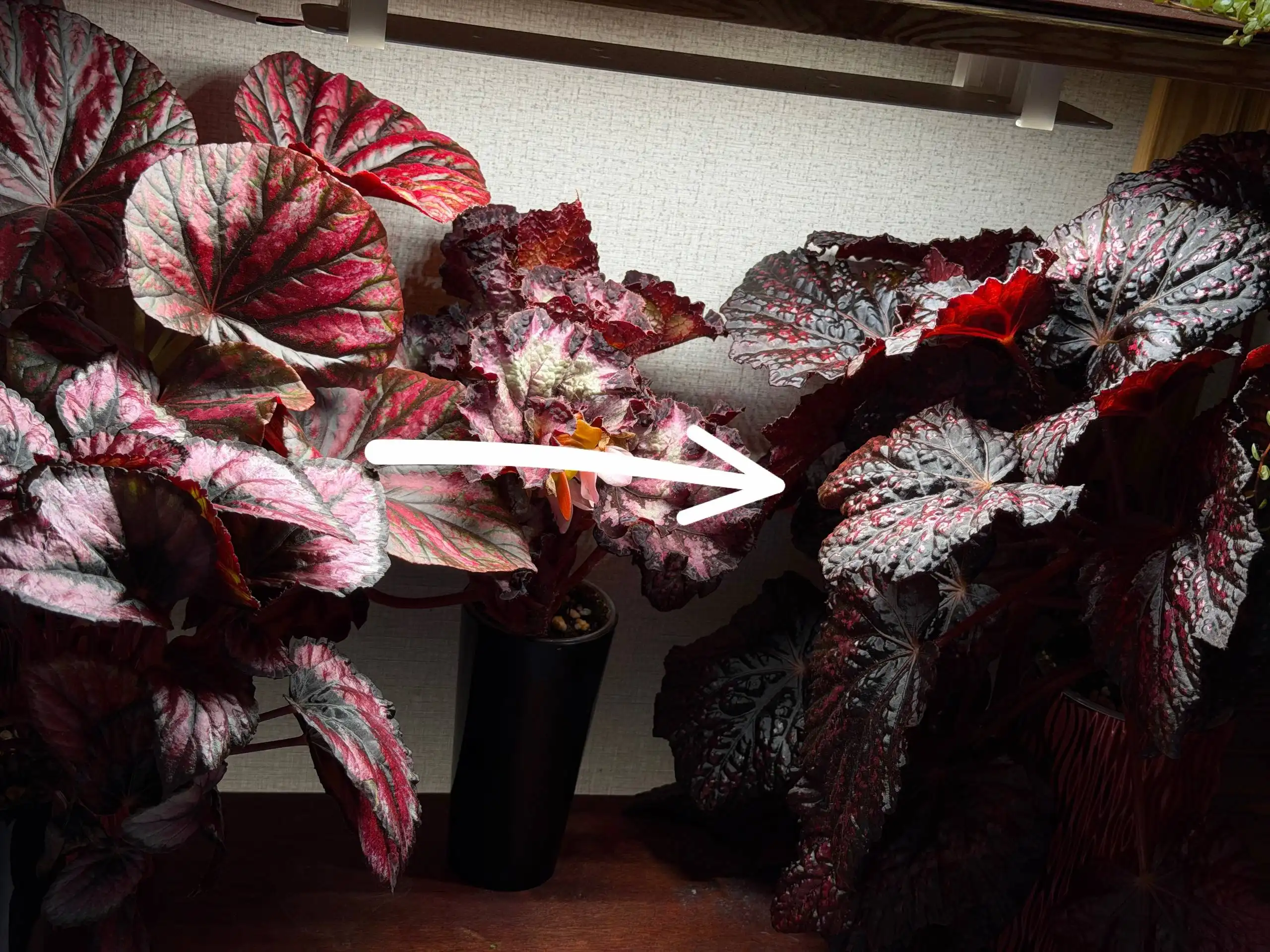 Детки растений без света - Растения (Хобби и отдых) в Москва