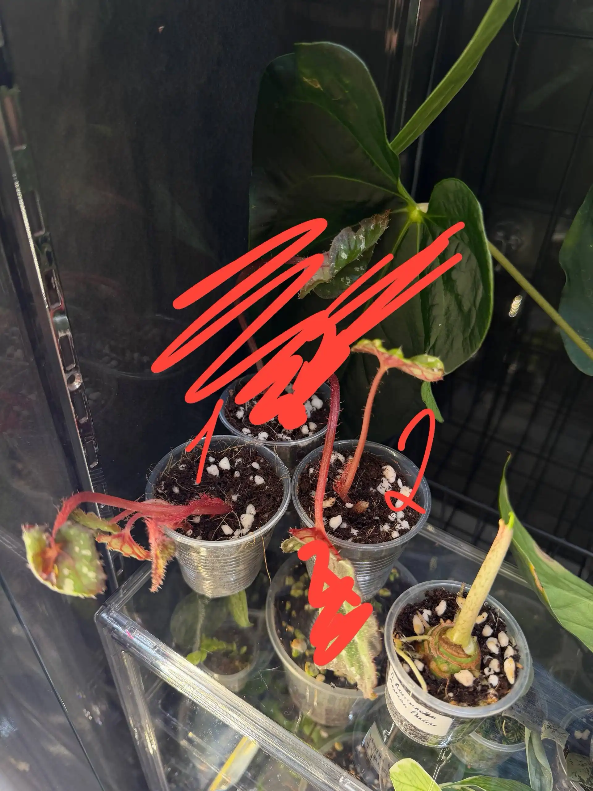 Детки растений без света - Растения (Хобби и отдых) в Москва