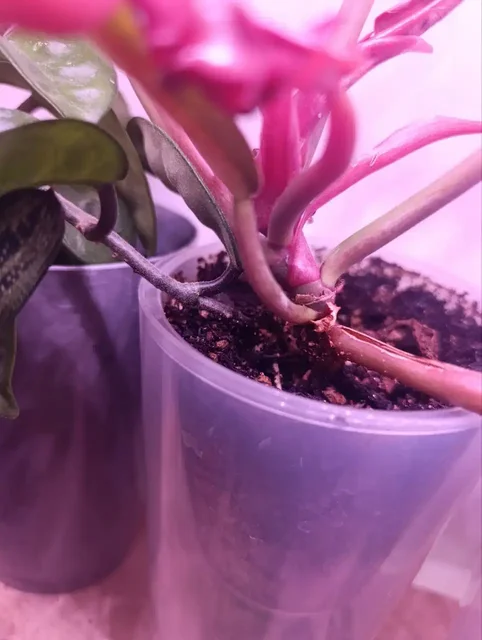 Хойя захватывает чужую территорию - нужен совет по пересадке - Куклы в Москва