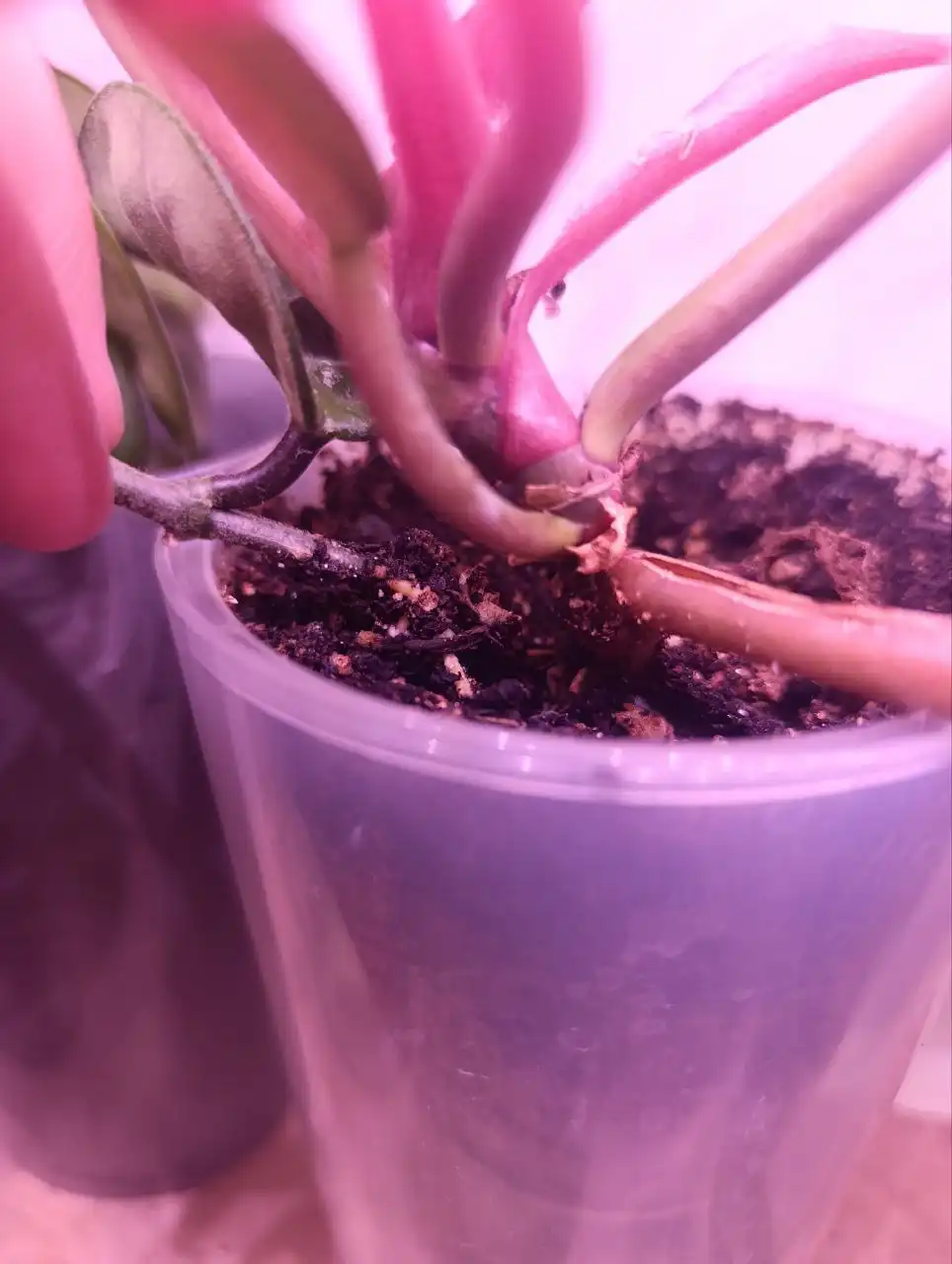 Хойя захватывает чужую территорию - нужен совет по пересадке - Растения (Хобби и отдых) в Москва