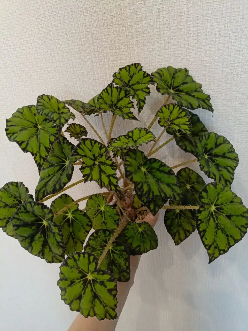 Обмен бегонии - Растения (Хобби и отдых) в Москва