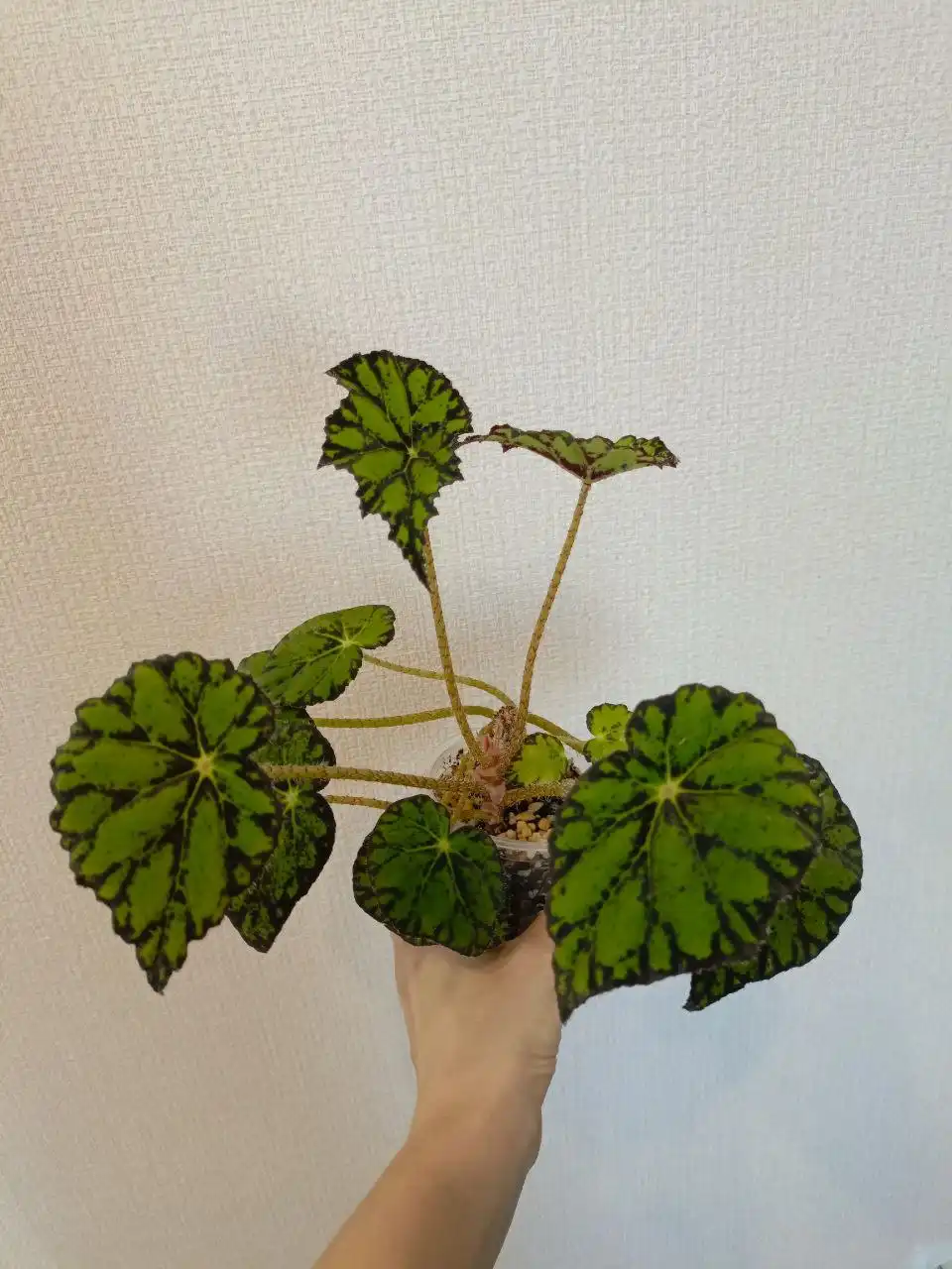 Обмен Бегонии Бауэра Тигровой с деткой - Растения (Хобби и отдых) в Зеленоград