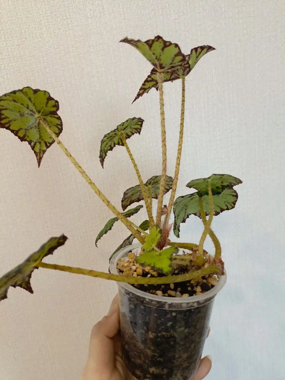 Обмен Бегонии Бауэра Тигровой с деткой - Растения (Хобби и отдых) в Зеленоград