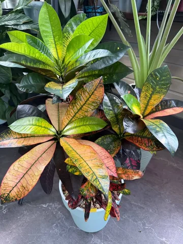 Продажа кротонов с красивой окраской - Куклы в Москва