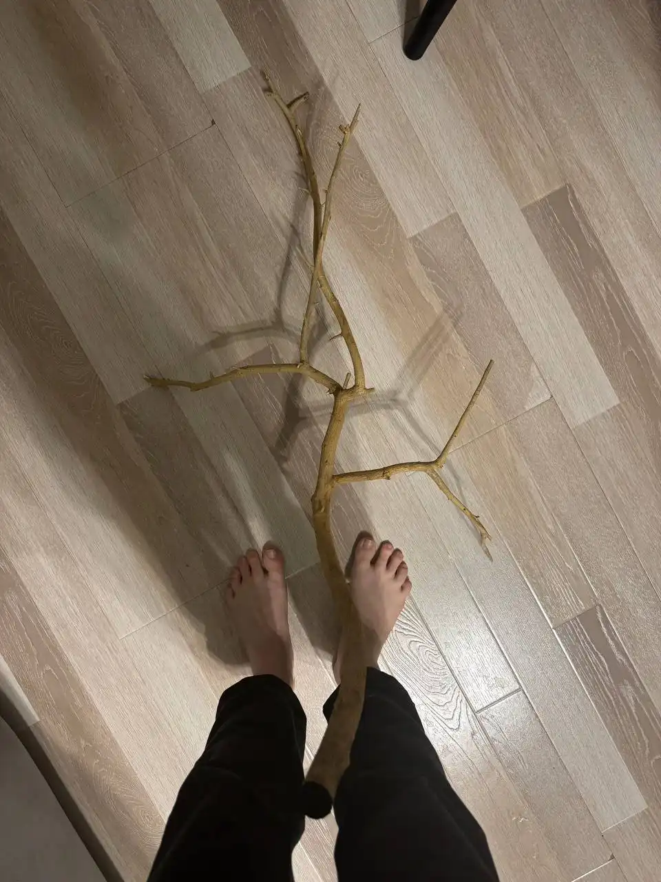 Обмен или продажа коряги для декора или большого проекта - Растения (Хобби и отдых) в Люберцы