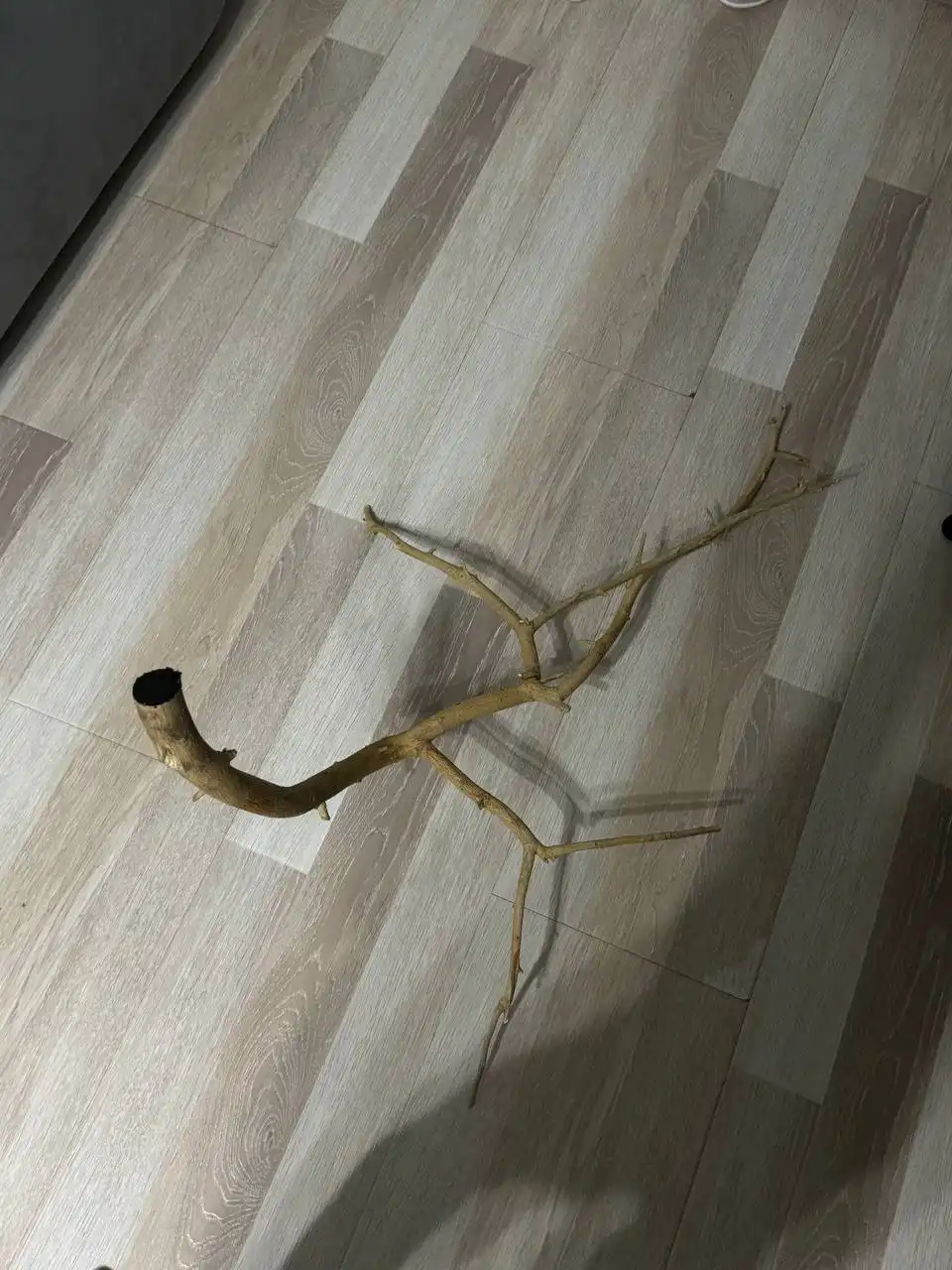 Обмен или продажа коряги для декора или большого проекта - Растения (Хобби и отдых) в Люберцы