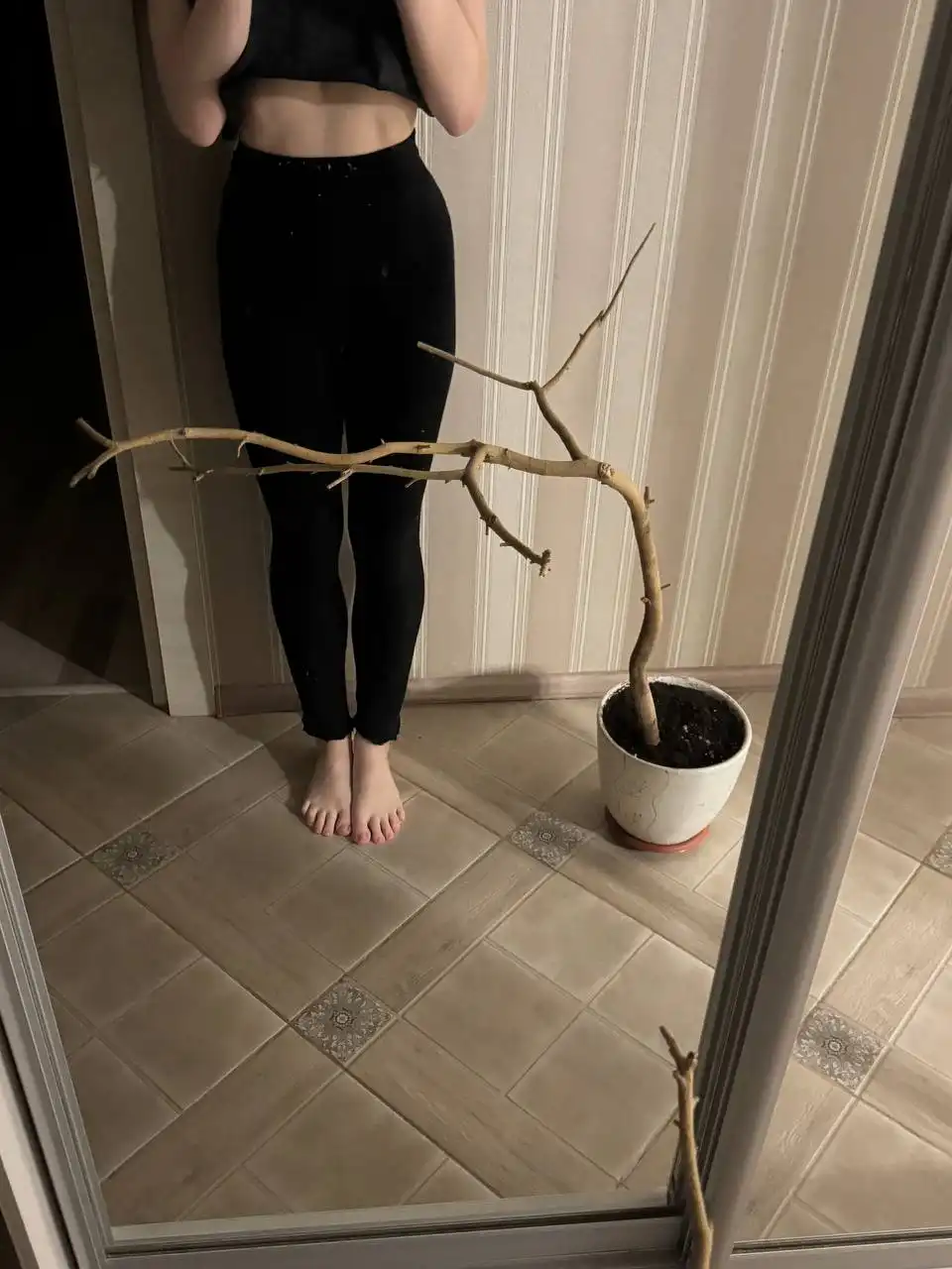 Обмен или продажа коряги для декора или большого проекта - Растения (Хобби и отдых) в Люберцы