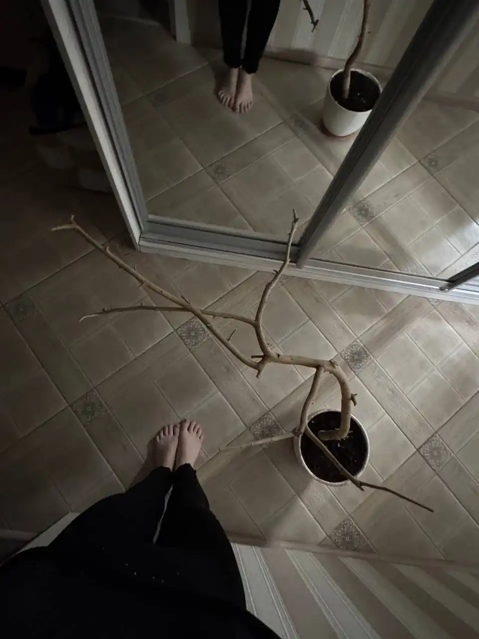 Обмен или продажа коряги для декора или большого проекта - Растения (Хобби и отдых) в Люберцы