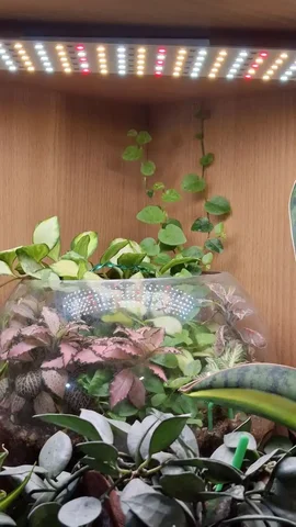 Обмен растениями - Куклы в Москва