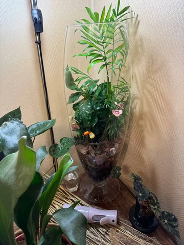 Обмен растений в Москве - Куклы в Москва