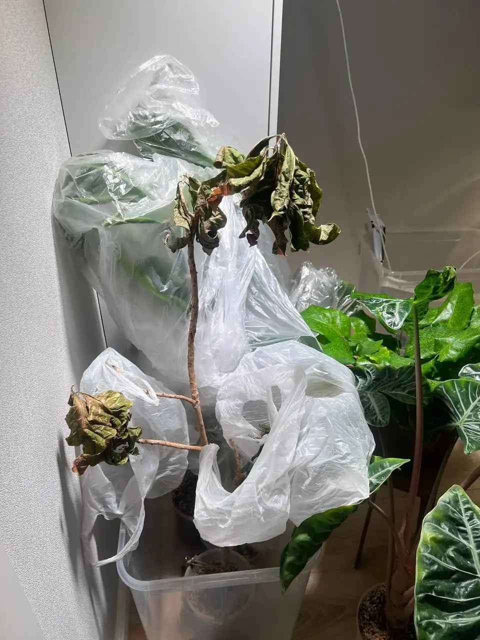 Кротон: шансы на жизнь - Растения (Хобби и отдых) в Москва