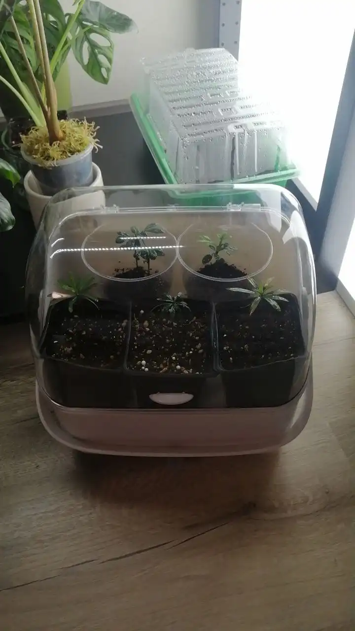 Пророщенные абхазские семена на последнем издыхании - Растения (Хобби и отдых) в Москва