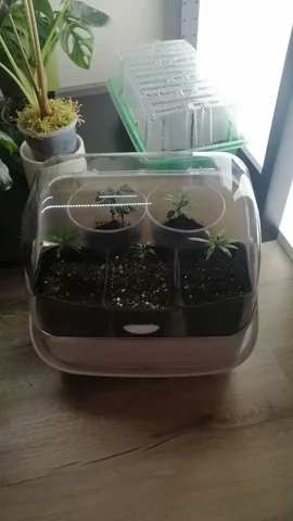 Пророщенные абхазские семена на последнем издыхании - Куклы в Москва