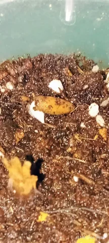 Обмен растений в Москве - Хобби и отдых в Москва