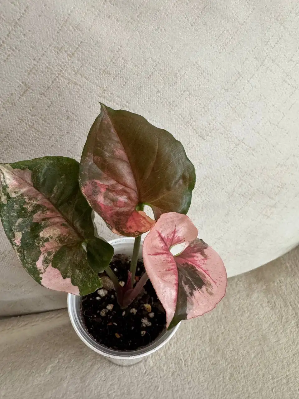 Продажа сингониумов в Москве - Растения (Хобби и отдых) в Москва