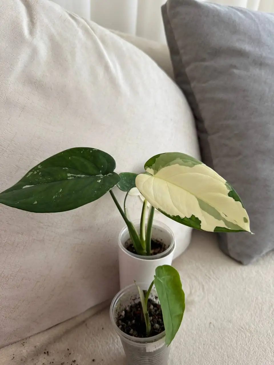 Продажа сингониумов в Москве - Растения (Хобби и отдых) в Москва