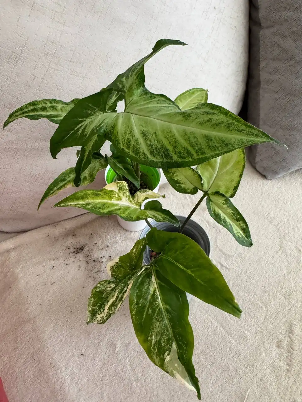 Продажа сингониумов в Москве - Растения (Хобби и отдых) в Москва