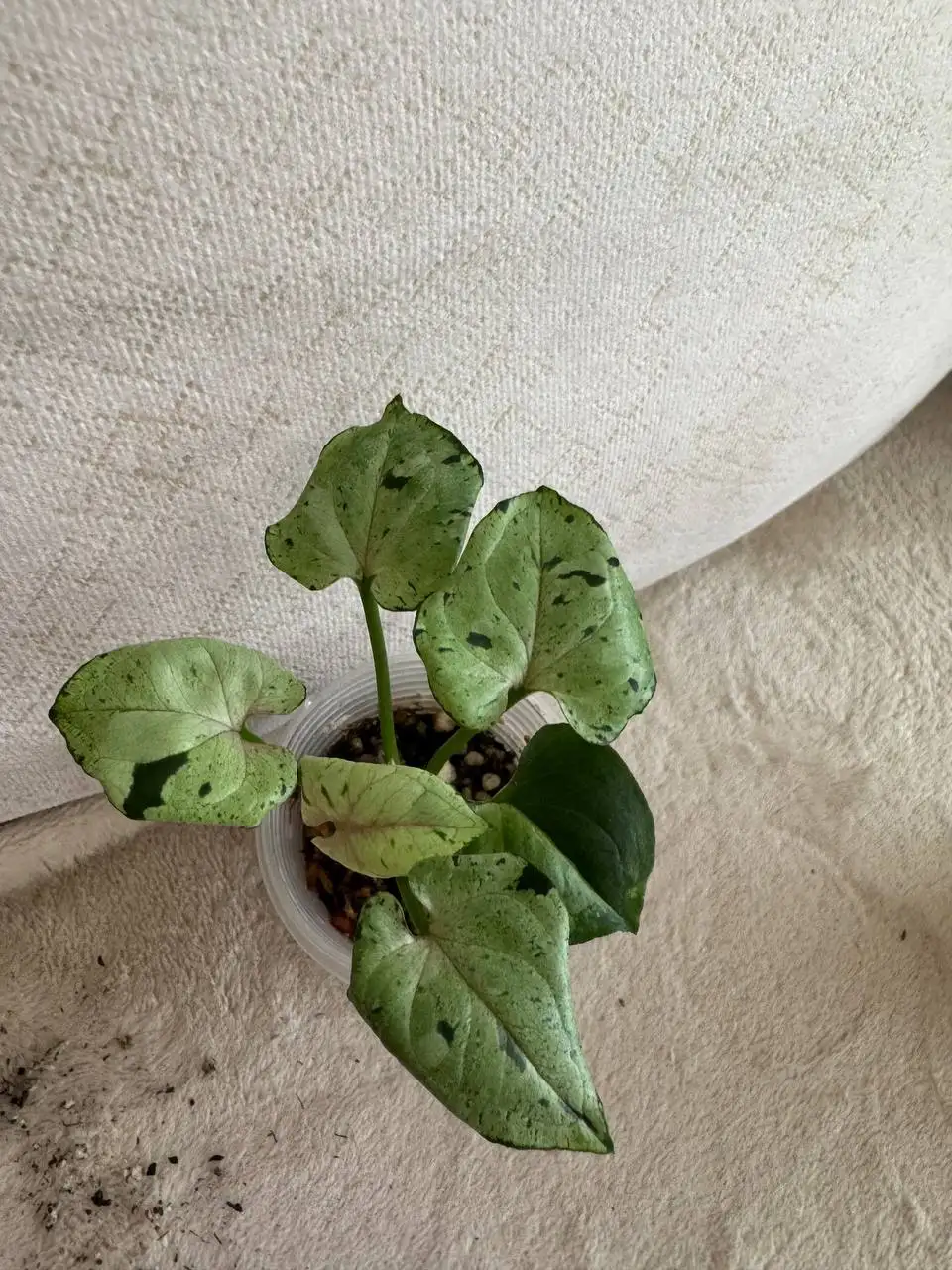 Продажа сингониумов в Москве - Растения (Хобби и отдых) в Москва