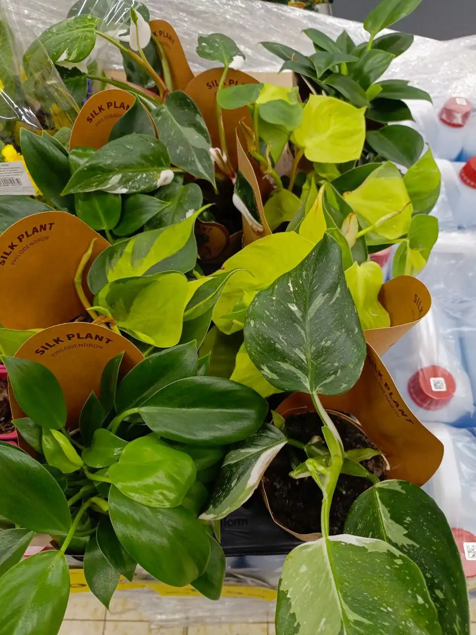 Продажа остатков зелёной роскоши в Москве - Растения (Хобби и отдых) в Москва