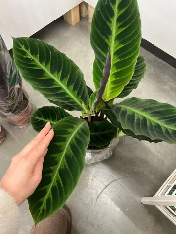 Калатеи из Леруа Мерлен - Хобби и отдых в Москва