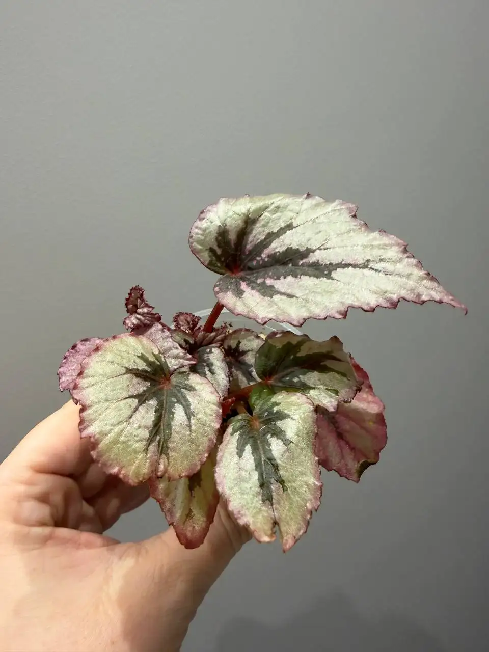 Продажа бегонии королевской с материнским растением - Растения (Хобби и отдых) в Москва