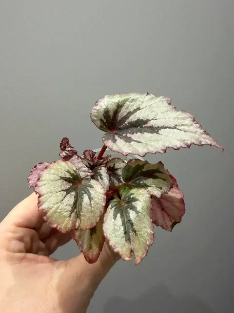 Продажа бегонии королевской с материнским растением - Хобби и отдых в Москва