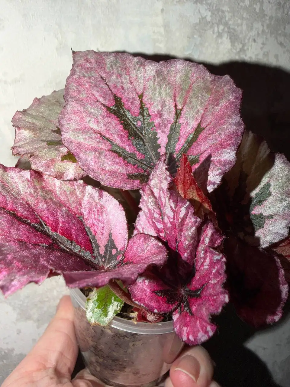 Продажа бегонии королевской с материнским растением - Растения (Хобби и отдых) в Москва