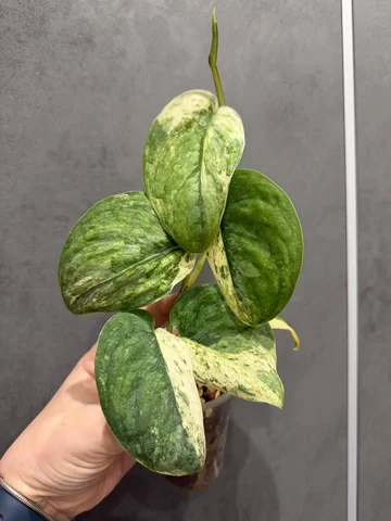 Продажа сциндапсуса Silver Splash Var - Хобби и отдых в Москва