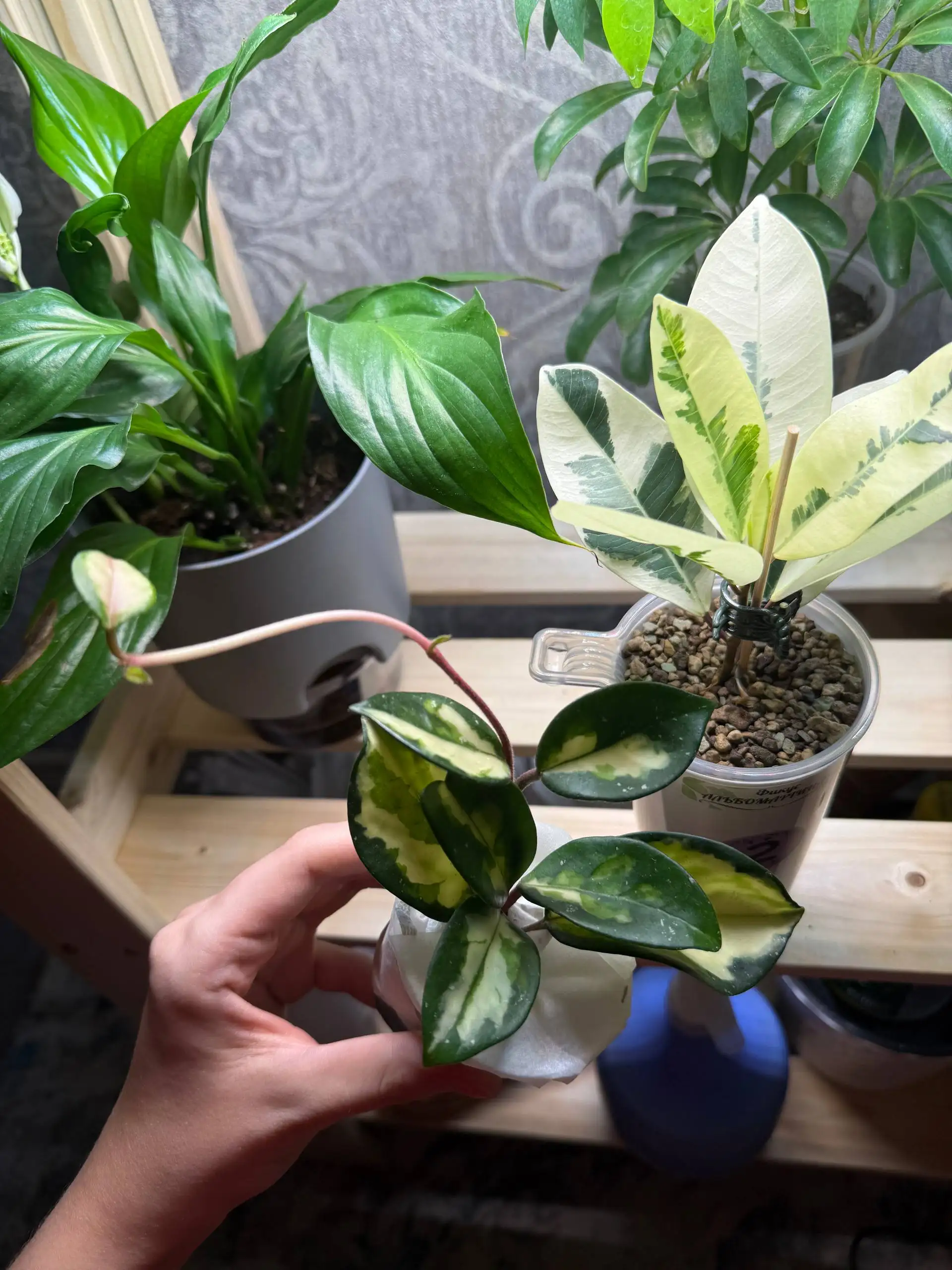 Хойя карноза триколор для обмена - Растения (Хобби и отдых) в Москва