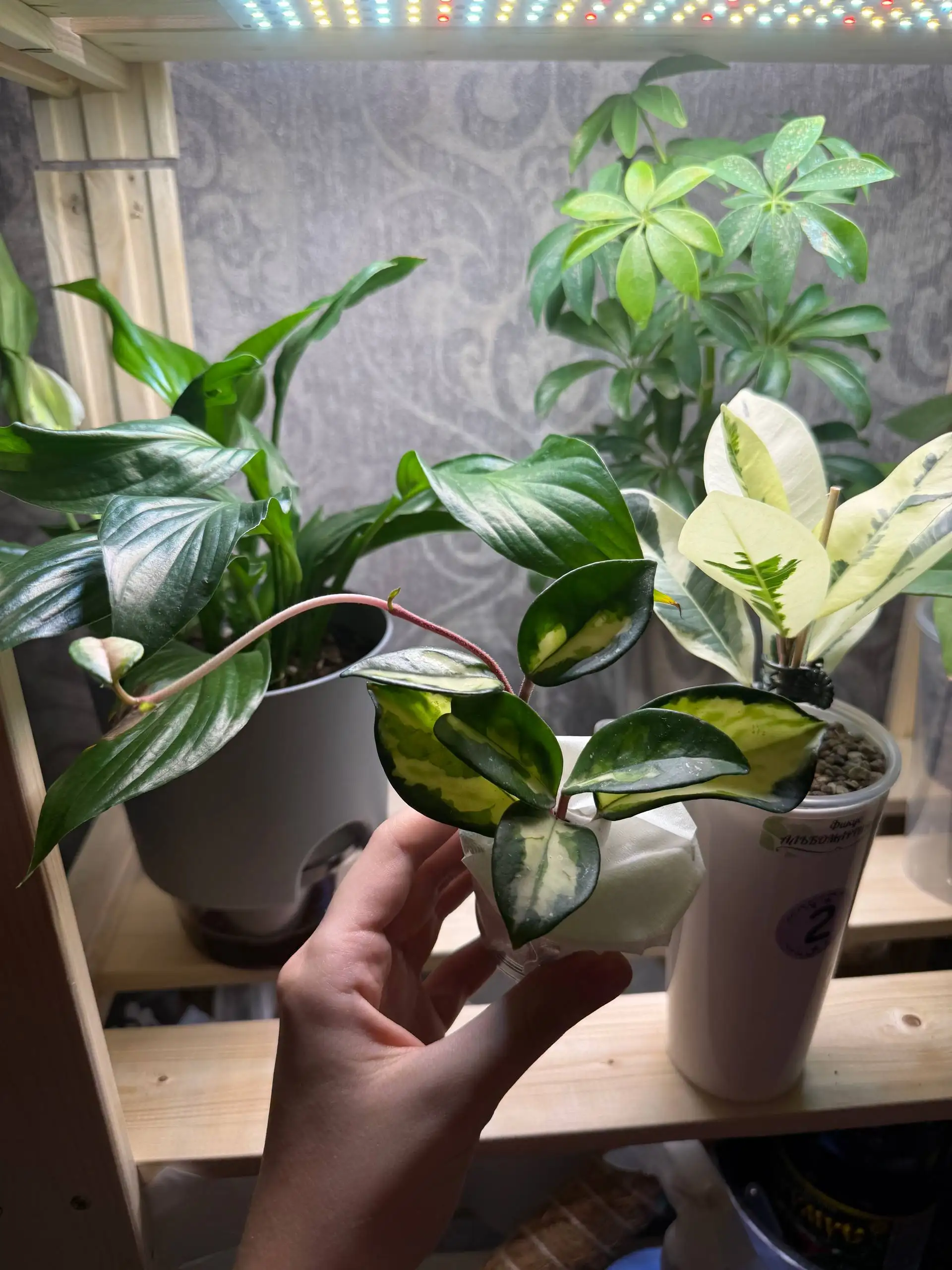 Хойя карноза триколор для обмена - Растения (Хобби и отдых) в Москва