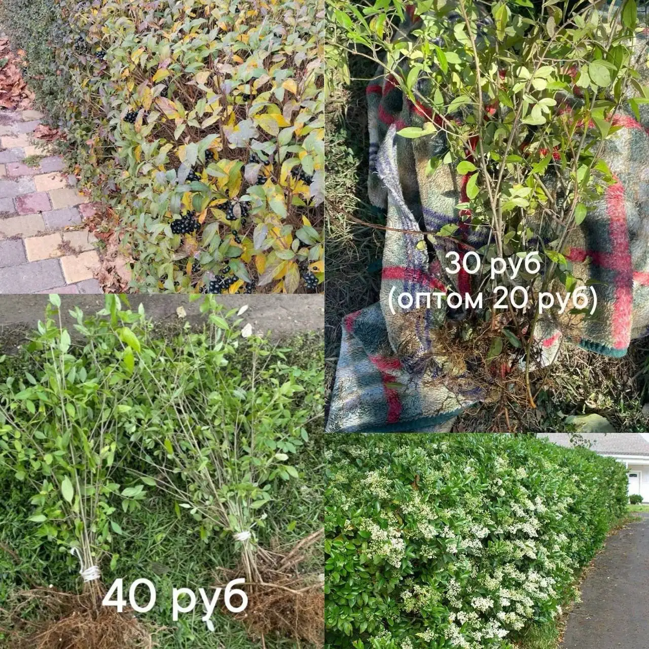 Саженцы бирючины обыкновенной ОКС Краснодар - Садоводство (Хобби и отдых) в Краснодар