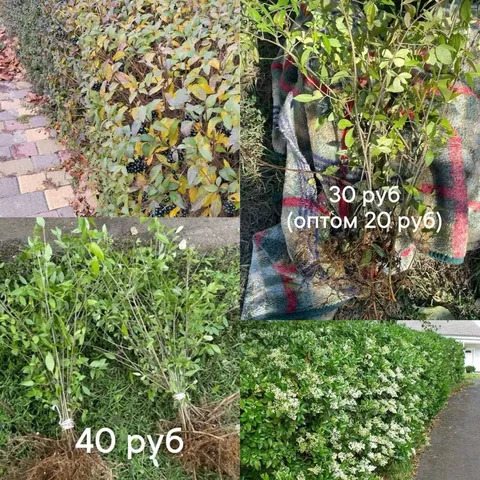 Саженцы бирючины обыкновенной ОКС Краснодар - Билеты в Краснодар