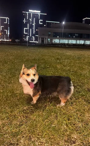 Пропала собака породы вельш корги пемброк в пос.Северный г.Краснодар - Кролики в Краснодар