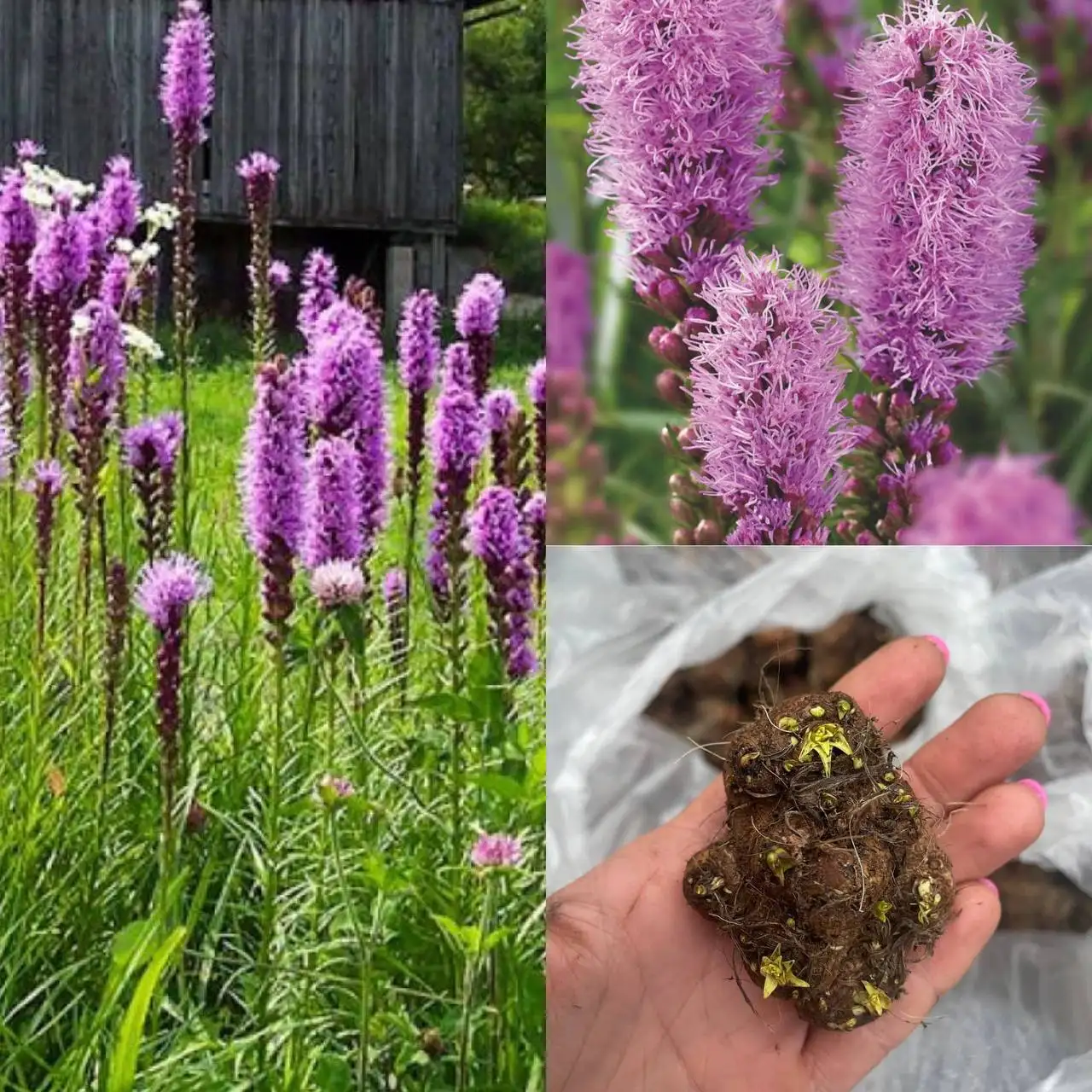 Крупные клубни лиатриса Blue в Краснодаре - Садоводство (Хобби и отдых) в Краснодар