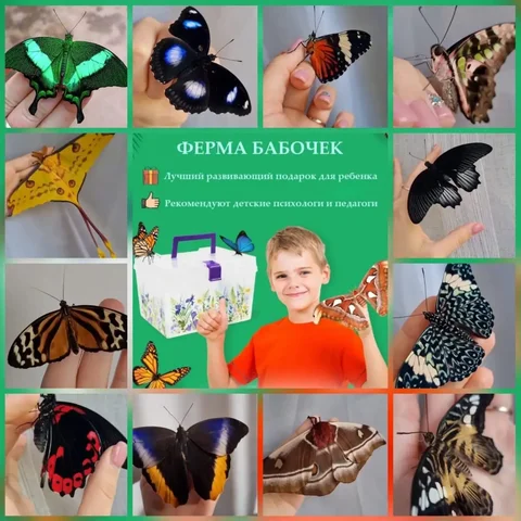 Боксы с бабочками в подарок от Ангелины - Продукты питания в Краснодар